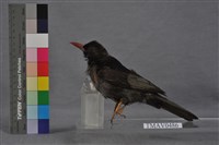 藏品(紅嘴黑鵯)的圖片